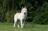 SIBERIAN HUSKY 963